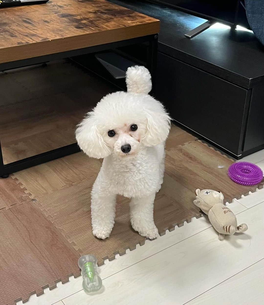 三ツ廣政輝のインスタグラム：「愛犬のしらたま🐩  「私と遊びなさい」と言わんばかりに次から次へとオモチャを持ってきます👼✨  #いぬすたぐらむ #犬のいる暮らし #いぬのきもち #犬バカ部 #今月で2歳になりました」