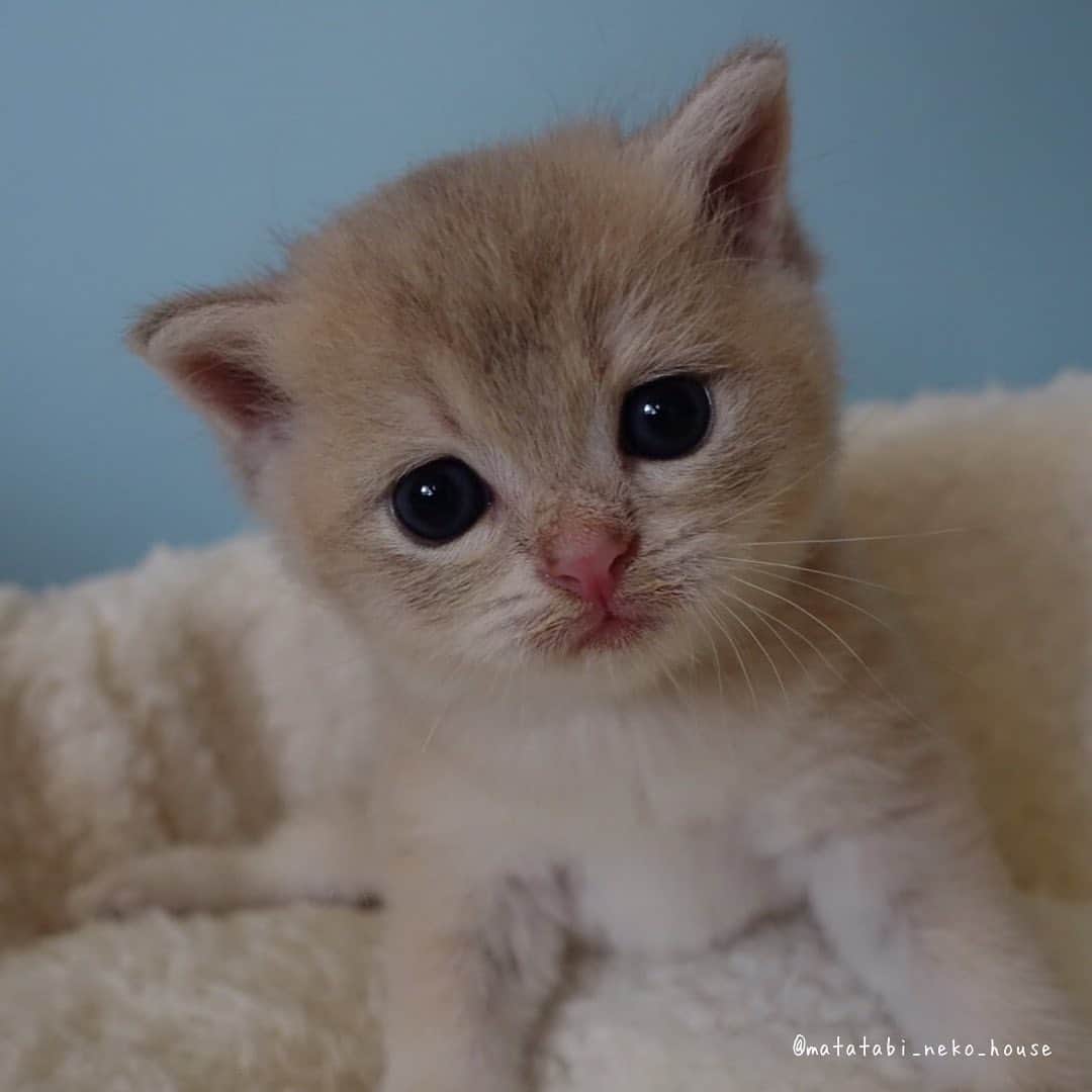 旅猫かあさんのインスタグラム：「🌞BABY CAT  2023年9月2日生まれ  ブリティッシュショートヘア  【長男くん】  #またたび猫ハウス　#猫ブリーダー　#子猫販売 #ブリティッシュショートヘア #猫　#子猫　#こねこ　#にゃんすたぐらむ　#britishshorthair #cutepetclub #my_loving_pet #catsofgram #bestmeow #bestcats_oftheworld #cat_features #meowsandwoofs #mofmo #kittensofinstagram #adorable #excellent_cat #igcutest_animals #cat #instacat」