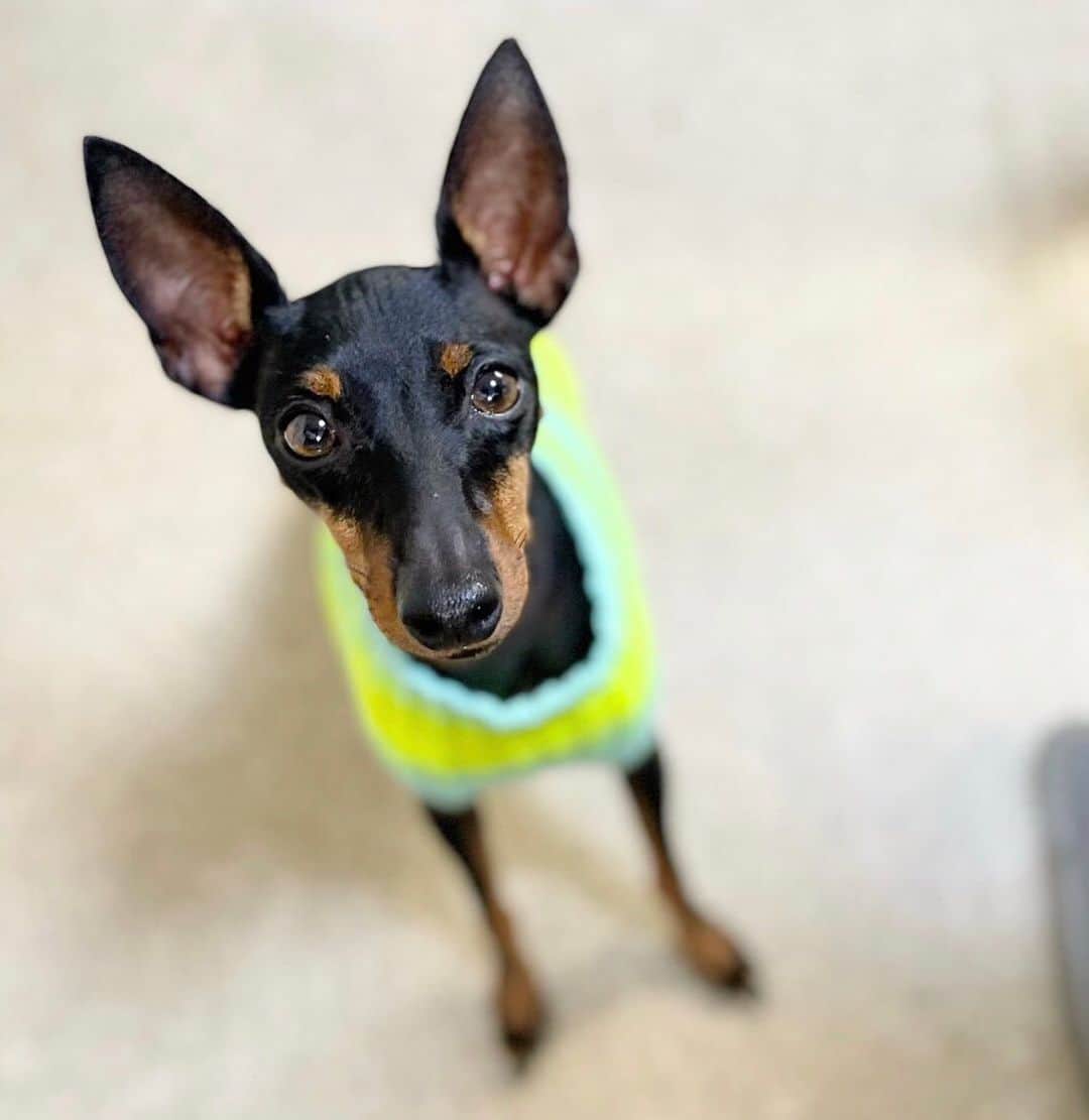 のインスタグラム：「🐾 先日のお客様のアリス🐕‍🦺 来月一緒に旅行に行くのでその計画を立てに来てくれたの♪ 産まれて直ぐに会ってるからなのか⁇ かなり遠くからでも気付いてダッシュして来てくれます♪ 我が家に来ると番犬もしてくれるの🤣 お萩は自作のお皿に乗せて♪ 1つは割れてしまったので、金継ぎした物。金継ぎすると、また長く使えるから良いですよね〜✨ また金継ぎしたい😆 #トイマンチェスターテリア#トイマン#金継ぎ#お萩」