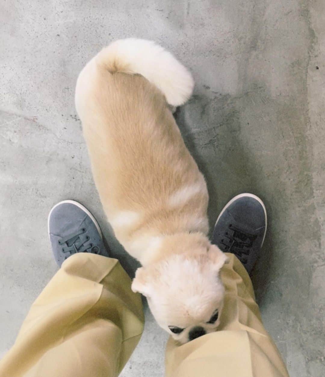 新井郁のインスタグラム：「@urban_research × @adidas  #stansmith 👟🩶🩶🩶  URBAN RESEARCHとadidasの 限定モデルSTAN SMITH ⭐︎  今までのスタンスミスとは 上品さも一味違ったスエード◎ 最近のヘビロテ足元になってます、♩  w/ 初めましてのおもちくん🐶もちふわ #街中friends   special thanks, @yyyknnn ♡」