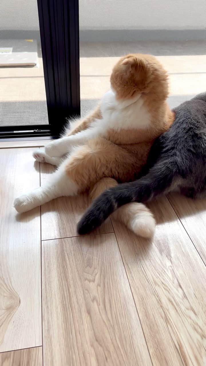 bunny & 2 catsのインスタグラム：「Enzou🐱 _ 🐾背もたれにしたよね🤭 _ #scottishfold#多頭飼い#ねこ#猫#cats#cute#amazing#スコティッシュフォールド#マンチカン#マンチカン _ #PECO#ねこ#9gag#WeeklyFluff#ふわもこ部#instavideo#ねこのきもち#catsofinstagram#instagram#instagramjapan#猫動画#cats_of_world」