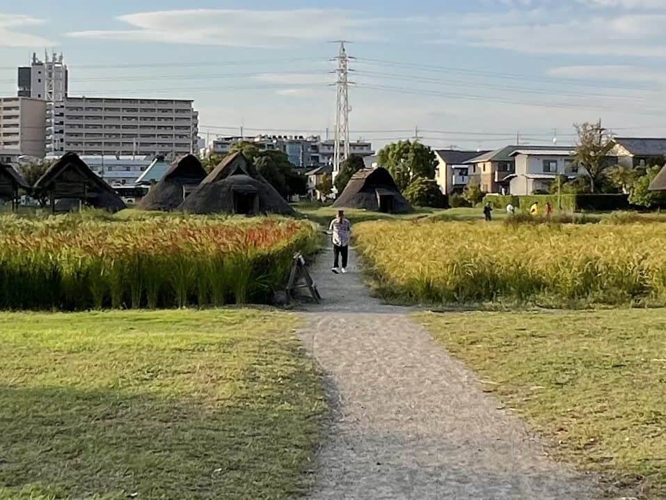 石野卓球のインスタグラム：「登呂遺跡」