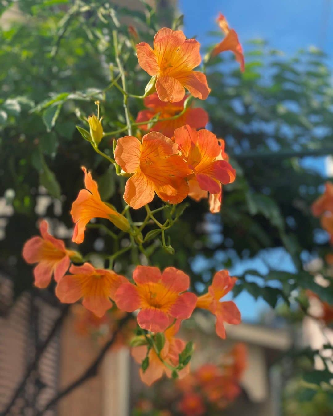 木下ココさんのインスタグラム写真 - (木下ココInstagram)「9.28.33℃🌺 ・ 暑かった今年。 今日は最後の夏日になりそう。 ・ 2023ラストの暑~を楽しも🫶🏻 ・ ・ ・ #長い夏の終わり #夏日 #東京 #良い天気」9月28日 13時45分 - cocot_chan