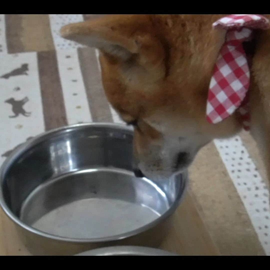 柴犬小春のインスタグラム：「食後の顔が絶望的 #柴犬 #shibainu」