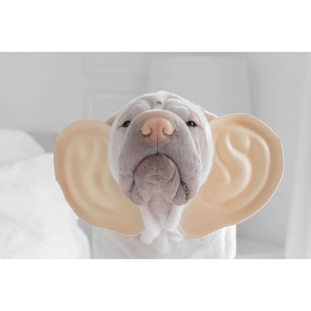 annie&pADdinGtoNのインスタグラム：「I’m all ears 👂 #thebestlistener #littlelamby #love #sharpei #sharpeisofinstagram #sharpeisoftheworld #wrinkles #squishyfacecrew #instagood #instadaily #weeklyfluff #dog #dogsofinstagram #doglover #allears #iloveyoutothemoonandback」