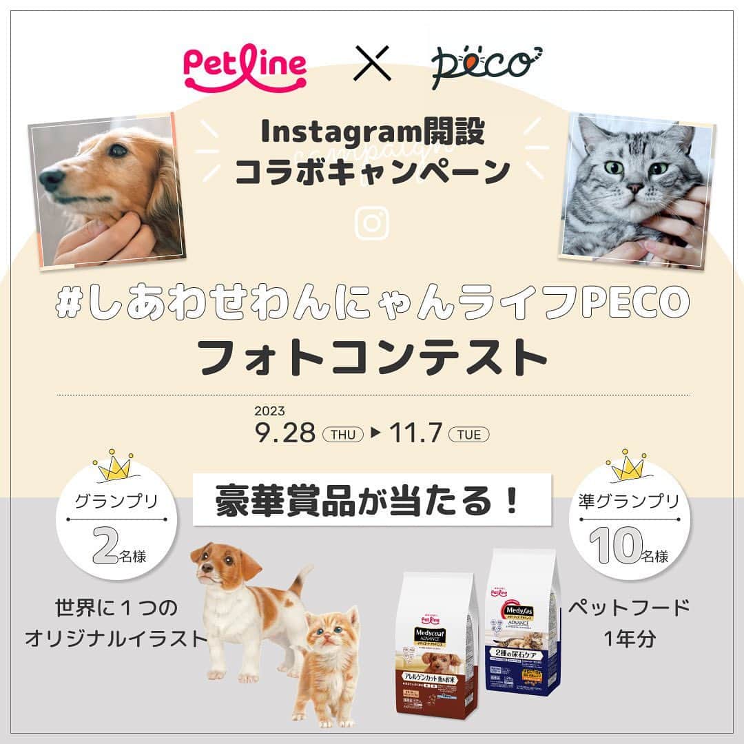 PECOねこ部のインスタグラム：「【フォロー＆投稿で豪華賞品が当たる！】『#しあわせわんにゃんライフPECO』フォトコンテスト📷✨ . ペットラインの公式Instagramペットラインいぬ部【公式】@petline_dogs、ペットラインねこ部【公式】@petline_catsのリニューアルを記念して、PECOとコラボキャンペーンを開催‼️ . ペットラインの公式Instagramのフォロー＆ しあわせなわんちゃん、猫ちゃんの画像に #しあわせわんにゃんライフPECO をつけて投稿し、豪華賞品を当てよう🎁（⚠️ハッシュタグはお間違えのないよう、お気をつけください💡） . ＜キャンペーン概要＞ ■応募期間 2023年9月28日（木）〜11月7日（火） . ■応募方法は簡単❗️２ステップ ①ペットライン公式Instagram @petline_cats または @petline_dogs をフォロー ②かわいい😍しあわせなわんちゃん🐶または猫ちゃん😺の写真に #しあわせわんにゃんライフPECO をつけて投稿 . ■賞品 グランプリ 　⭐️色鉛筆作家 音海はるさんが描く！【わんちゃん、猫ちゃんのオリジナルイラスト】　🐶1名様😺1名様 . 準グランプリ 　⭐️下部尿路の健康維持に加え、猫ちゃんのお悩みに配慮したキャットフード 【メディファス アドバンス 1年分】　😺5名様 ⚫︎【メディファス アドバンス ２種の尿石ケア 子ねこから10歳まで 避妊・去勢後のケア チキン＆フィッシュ味】 ︎⚫︎【メディファスアドバンス　グレインフリー　1歳から　チキン＆フィッシュ味】 ⚫︎︎【メディファスアドバンス　腎臓の健康維持　7歳頃から】 ︎⚫︎【メディファスアドバンス　認知機能の健康維持　7歳頃から　チキン味】 . 　⭐️わんちゃんのお悩みに寄り添い健康維持に配慮した国産ドッグフード 【メディコートアドバンス 1年分】　🐶5名様 ⚫︎【メディコート アドバンス　アレルゲンカット　魚＆お米　子いぬ（り乳～1歳）から】 ⚫︎【メディコート アドバンス　アレルゲンカット　魚＆お米　１歳から】 ⚫︎【メディコート アドバンス　グレインフリー　1歳から　チキン味】 ⚫︎【メディコート アドバンス　腎臓の健康維持　7歳頃から】 . ※ご当選者の方は犬、猫それぞれ4種類の商品から1種類をお選びいただけます。商品は交換できません。 ※1年分：ペットフード協会データ（流通量・飼育頭数）より犬の1日の平均食事量を約96gとして算出 / 猫の1日の食事量を約70gとして算出 . ■プレゼント当選について 当選者の方のみに、PECO公式Instagramアカウント「 @pecodogs 」または「 @pecocats 」からダイレクトメッセージにてご連絡いたします。あらかじめ、受信設定のご確認をお願いいたします。 . ■応募規約については、こちらをチェック🔍 https://peco-japan.com/89013 たくさんのご応募、お待ちしております🐾 . ［PR：ペットライン株式会社］ . #ペットラインねこ部  #ペットラインいぬ部 #ペットライン #しあわせマルシェ  #ドッグフード #メディコートアドバンス #キャットフード #メディファスアドバンス #キャンペーン #フォトコンテスト」
