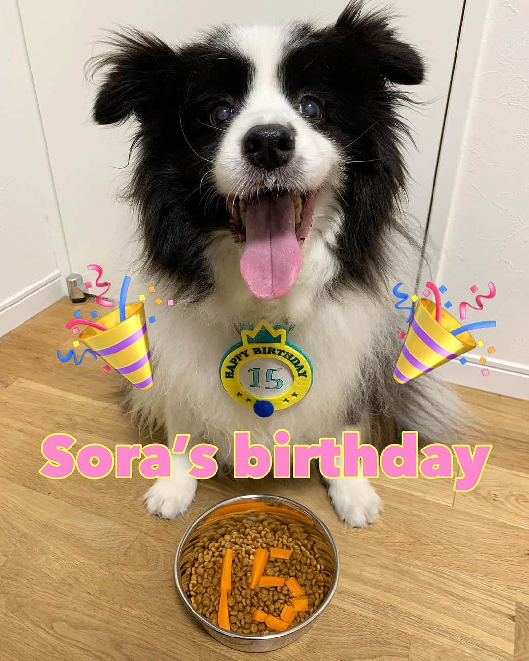 犬バカ部宣伝部長のインスタグラム：「15th birthday. 🎂❤️🐼 そらちゃんやったね🖐️🐼 15歳！お誕生日おめでとう🥺❤️ 最高に可愛くて最高にモコモコしてて🤣 そらと出逢えて本当に良かった😭 これからも長生きしてね🥺 おめでとぉー🎉 ⁡ もし…人間なら中学3年生で… 高校入試大変な時期やね🤣 ⁡ #犬バカ部 #bordercollie #ボーダーコリー #dog #犬 #白黒 #そら #ふにゃボダ部 #ボダ娘 #誕生日 #おめでとう #15歳 #トッピングは茹でた人参」