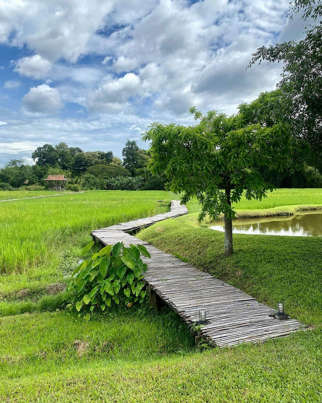 八代健さんのインスタグラム写真 - (八代健Instagram)「ชอบความ Slow life ตี้เจียงใหม่แต๊ๆครับ 💚 #Chiangmai #ต๊ะต่อนยอนครับ」9月28日 15時23分 - kenyashiro