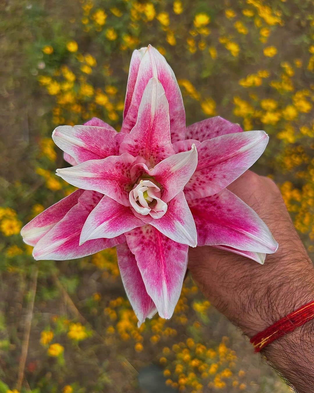 ザカリー・クイントのインスタグラム：「nature. nature. nature.」