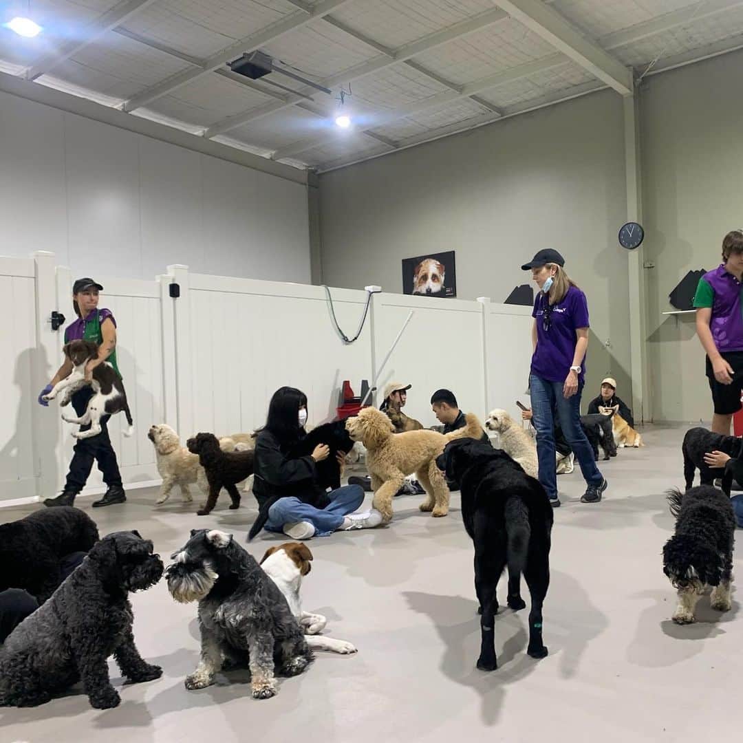 大阪ECO動物海洋専門学校さんのインスタグラム写真 - (大阪ECO動物海洋専門学校Instagram)「. 🇦🇺✈️海外研修🐨⭐️ 📍オーストラリア  先日よりスタートしているオーストラリアへの海外研修！ 早速現地の学生から研修の様子が送られてきましたよ〜😽📸🤍  目を惹くのは、ワンちゃんがたくさんいるこの施設🐕🏠 「Oz wagtails （オージー　ワグテイルズ）」という犬の幼稚園にも見学に行かせていただきました📝🌟 こちらでは、ワンちゃんのお預かりだけでなく、ペットホテルやトリミングなどの事業も行っているそうです！🏨✂️🍀  街中の景色や夜景も本当に綺麗です〜🥹🌃✨ まだまだ研修は続きます！ お勉強もお楽しみも盛り沢山だと思いますが、オーストラリアの文化や動物に関することなど、色んなことを吸収して帰ってきてくださいね💪🏼💫🌈  #海外研修 #オーストラリア ##大阪eco動物海洋専門学校#大阪eco #動物専門学校  #動物飼育 #動物園 #水族館 #飼育員 #ドルフィントレーナー #アクアリスト #動物看護師 #トリマー #ドッグトレーナー#動物好きと繋がりたい#犬好きと繋がりたい #動物園・水族館&テクノロジー専攻 #eco自然環境クリエーター専攻 #ペットマネジメント&ホスピタリティ専攻 #動物園・動物飼育専攻 #水族館アクアリスト専攻 #ドルフィントレーナー専攻専攻 #動物看護師専攻 #ペットトリマー&エステティシャン専攻 #ドッグトレーナー専攻」9月28日 16時12分 - osaka_eco