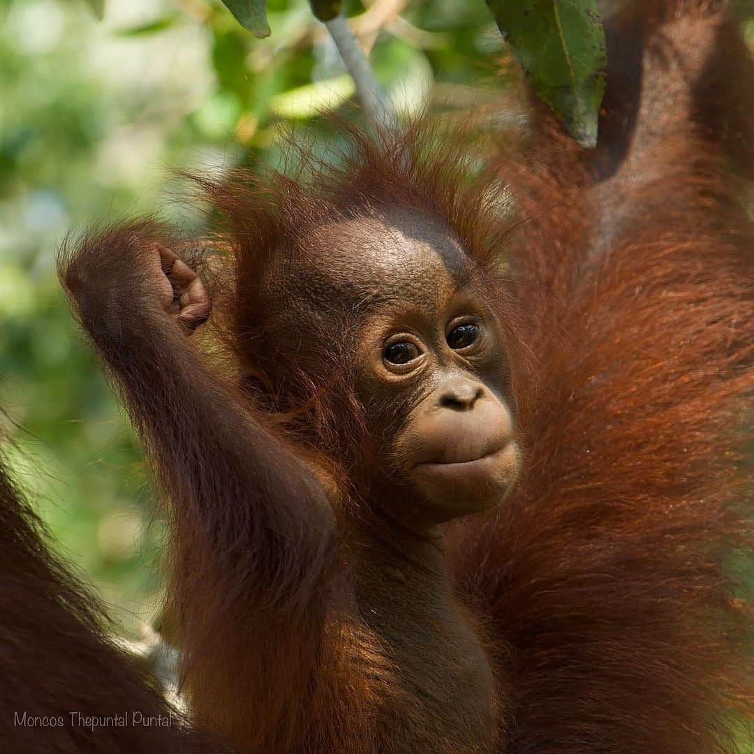 OFI Australiaさんのインスタグラム写真 - (OFI AustraliaInstagram)「Meet baby orangutan Ultra, new son of Uning. Such a little cutie!! 🥰  Thanks for the lovely photo @moncos_thepuntal_puntal 🧡🦧   #campleakey #tanjungputingnationalpark #borneo #saynotopalmoil #orangutans #orangutanconservation #babyorangutan #SaveOrangutans」9月28日 16時46分 - ofi_australia