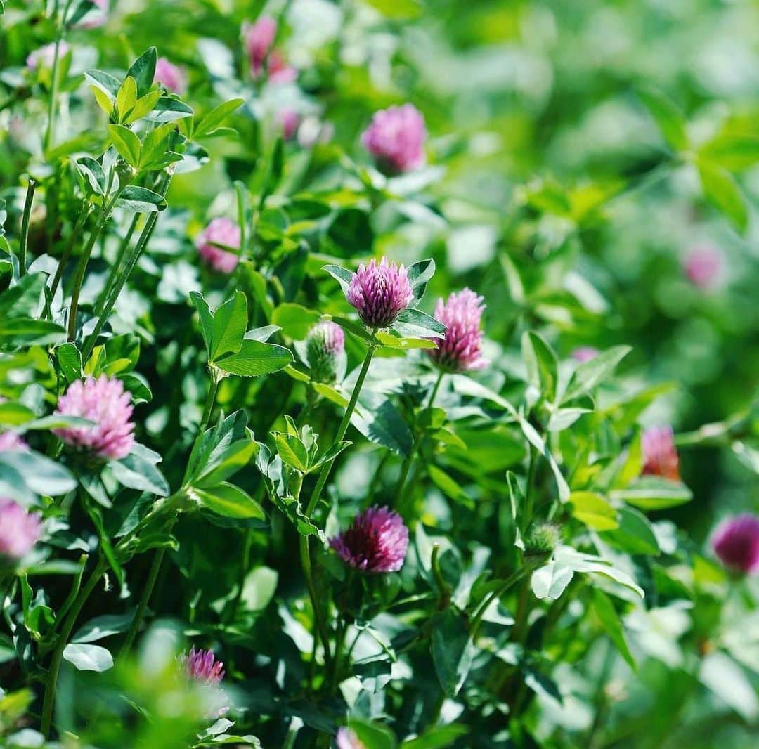 Jurlique Japanのインスタグラム：「アデレードにあるジュリーク農園では 35年以上もの間自然と共生しながら 化粧品の原料となる植物を育てています。   この写真の植物はレッドクローバー。 "アカツメクサ花エキス"として ハーバル シグニチャーコレクションにも 配合されているパワフルな植物です🌿   ジュリーク農園では春に種を直接畑に蒔き、 朝露が蒸発する午前中に花を収穫しています。 フレッシュな状態で収穫した花は すぐに乾燥小屋へ運び、一定期間乾燥させてから エキスを抽出しています。   レッドクローバーは ジュリーク農園に遊びに来る 野生のカンガルーたちの大好物🦘 カンガルーたちの為に 化粧品に使用するための必要量よりも 多めに栽培しています。  #jurlique #organic #naturalskincare  #biodynamicskincare #wellbeing #selfcare#holisticbeauty #australia #adelaide #biodynamicfarming #ジュリーク #ジュリークのある暮らし #バイオダイナミック無農薬有機農法 #セルフケア」