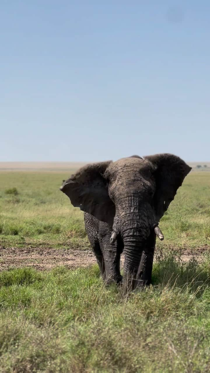 KIKOのインスタグラム：「jumbo！🇹🇿 #africa #tanzania #serengeti #serengetinationalpark」