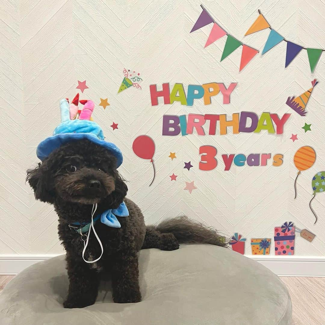 山本美優のインスタグラム：「* * * 2023/09/26(Tue)𖤐´- * わたくん3歳のお誕生日ꕀ️꙳ * 1枚目はめちゃくちゃキメ顔してくれて、流石わたくん.ᐟ‪‪.ᐟって思ったよ😉 * 飼い主とふわこのことが大好きでかまちょなわたくん⸝⸝꙳ カリカリごはんよりおやつに野菜が大好きなわたくん⸝⸝꙳ 甘えん坊でいつまでもあかちゃんなわたくん⸝⸝꙳ * これからも元気いっぱい健康に長生きしてね🥲🙏だいすき💓💓💓 * * *」