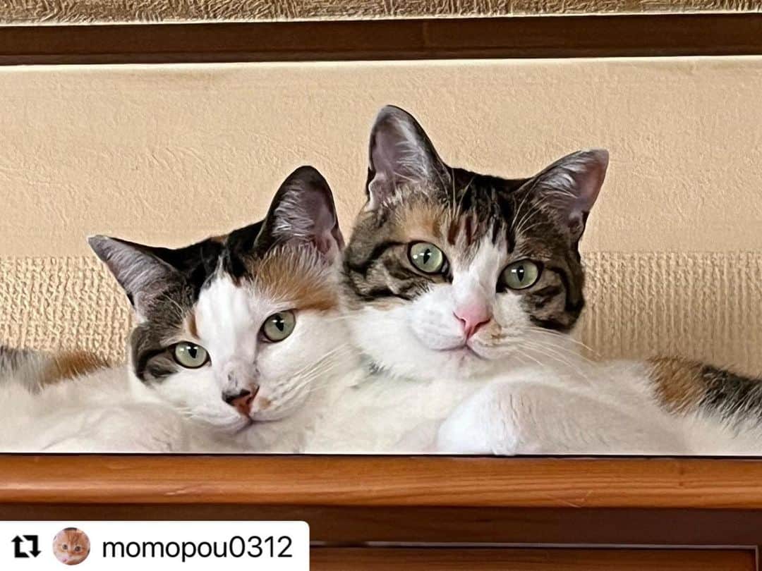 【公式】いぬのきもち・ねこのきもちのインスタグラム：「#Repost @momopou0312 さんのあんずちゃんとぽんずちゃん。  モデルにゃん❓ 来年のカレンダーにしたいね😍  ハッシュタグ #いぬのきもち #ねこのきもち に投稿いただいた可愛い写真をご紹介しています！ 「いぬのきもちWEB　MAGAZINE」、「ねこのきもちWEB MAGAZINE」でもご紹介させていただくことも！  -------------------  .  #ねこ #猫  #ねこすたぐらむ #ねこのきもち #ねこ好き #ねこと暮らす #ねこ好きさんと繋がりたい #猫好きな人と繋がりたい #猫がいる生活 #猫と暮らす#猫好き #cat #catstagram #catsofinstagram #cats_of_instagram」