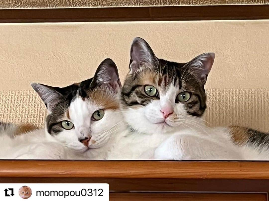 【公式】いぬのきもち・ねこのきもちさんのインスタグラム写真 - (【公式】いぬのきもち・ねこのきもちInstagram)「#Repost @momopou0312 さんのあんずちゃんとぽんずちゃん。  モデルにゃん❓ 来年のカレンダーにしたいね😍  ハッシュタグ #いぬのきもち #ねこのきもち に投稿いただいた可愛い写真をご紹介しています！ 「いぬのきもちWEB　MAGAZINE」、「ねこのきもちWEB MAGAZINE」でもご紹介させていただくことも！  -------------------  .  #ねこ #猫  #ねこすたぐらむ #ねこのきもち #ねこ好き #ねこと暮らす #ねこ好きさんと繋がりたい #猫好きな人と繋がりたい #猫がいる生活 #猫と暮らす#猫好き #cat #catstagram #catsofinstagram #cats_of_instagram」9月28日 17時20分 - inunekome