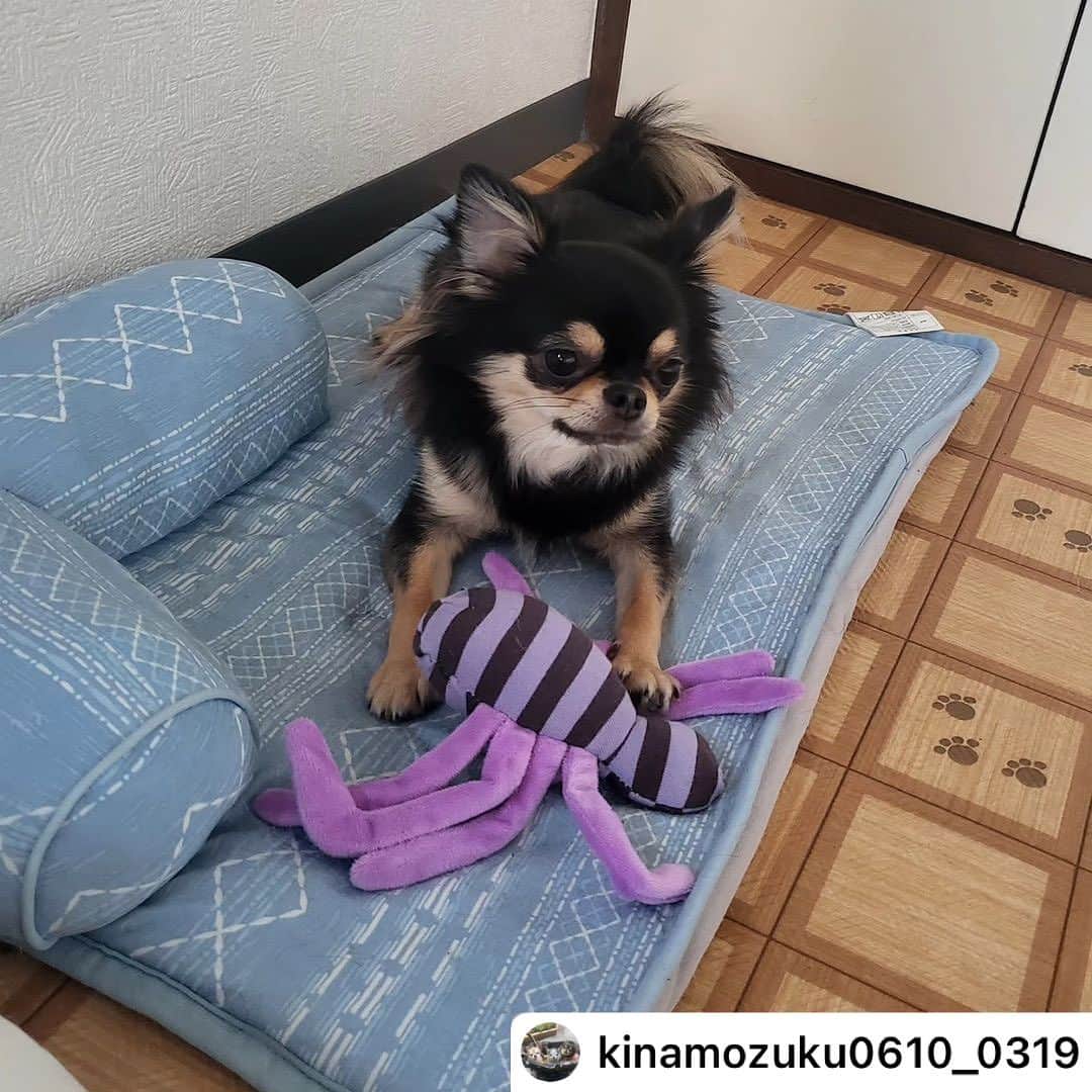 iDog&iCatのインスタグラム