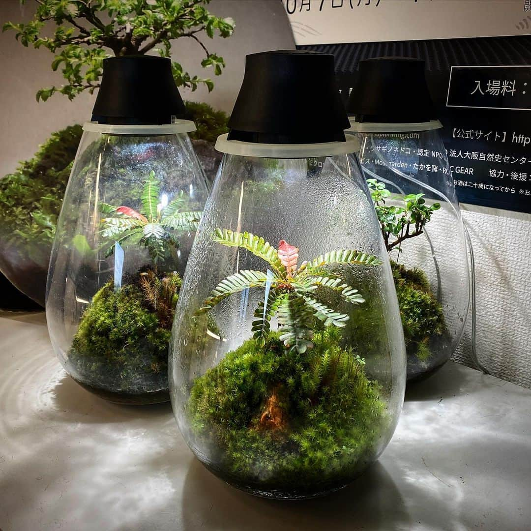 Mosslight-LEDさんのインスタグラム写真 - (Mosslight-LEDInstagram)「Mosslight   Biophytum sensitivum/ビオフィツム・センシティヴム  森のゆりかごと言われているコケ植物。 ホソバオキナゴケのコケ山ととても相性が良く、ビオフィツムの開花から種子の発芽まで、モスライトの中で楽しめます。  #mosslight #モスライト  #terrarim#テラリウム #moss#苔#コケ#paludariums #パルダリウム #terrariums#terariums #terariumdesign」9月28日 17時28分 - mosslight1955