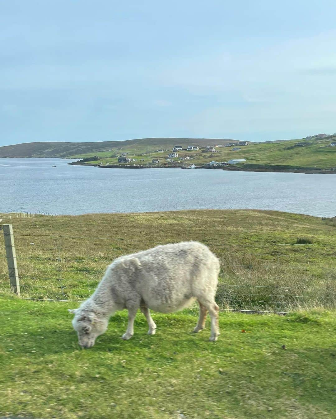 長久保智子さんのインスタグラム写真 - (長久保智子Instagram)「Hello !  Sheep 🤣 And after that, it’s cozy time at Shetland Textile Museum.💙 ふつうに！道に座ってたり歩いたりしてますからね🤣にんげんたちは注意して⚠️運転せねばいけません🚗🤣 夜はトリコテタイム🧶☕️」9月28日 17時33分 - satoko.tricot_the