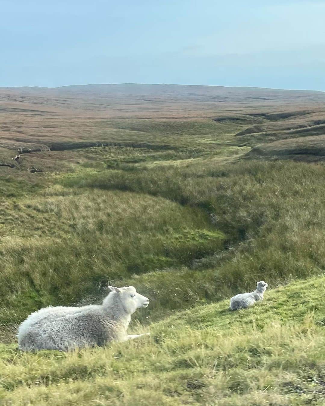 長久保智子のインスタグラム：「Hello !  Sheep 🤣 And after that, it’s cozy time at Shetland Textile Museum.💙 ふつうに！道に座ってたり歩いたりしてますからね🤣にんげんたちは注意して⚠️運転せねばいけません🚗🤣 夜はトリコテタイム🧶☕️」