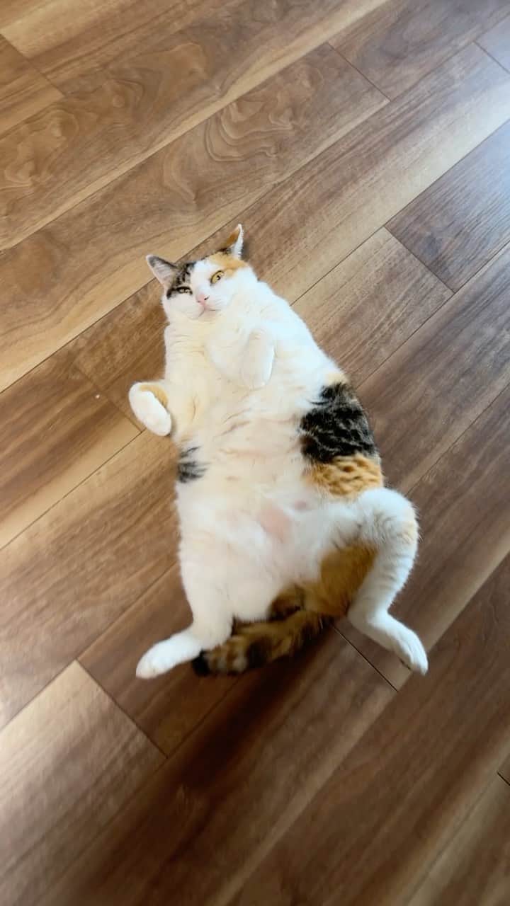 のインスタグラム：「ちゃいちゃんのへそ天。 #cat #cats #kitten #kitty #meow #neko #ねこ #猫 #고양이 #냐옹이 #catlove #lovecats #catlife #catlover #pet #pets #animal #animals #instacat #lovekitten # 貓 #gato #القط #🐱#catinsta #petinsta #catinstagram」