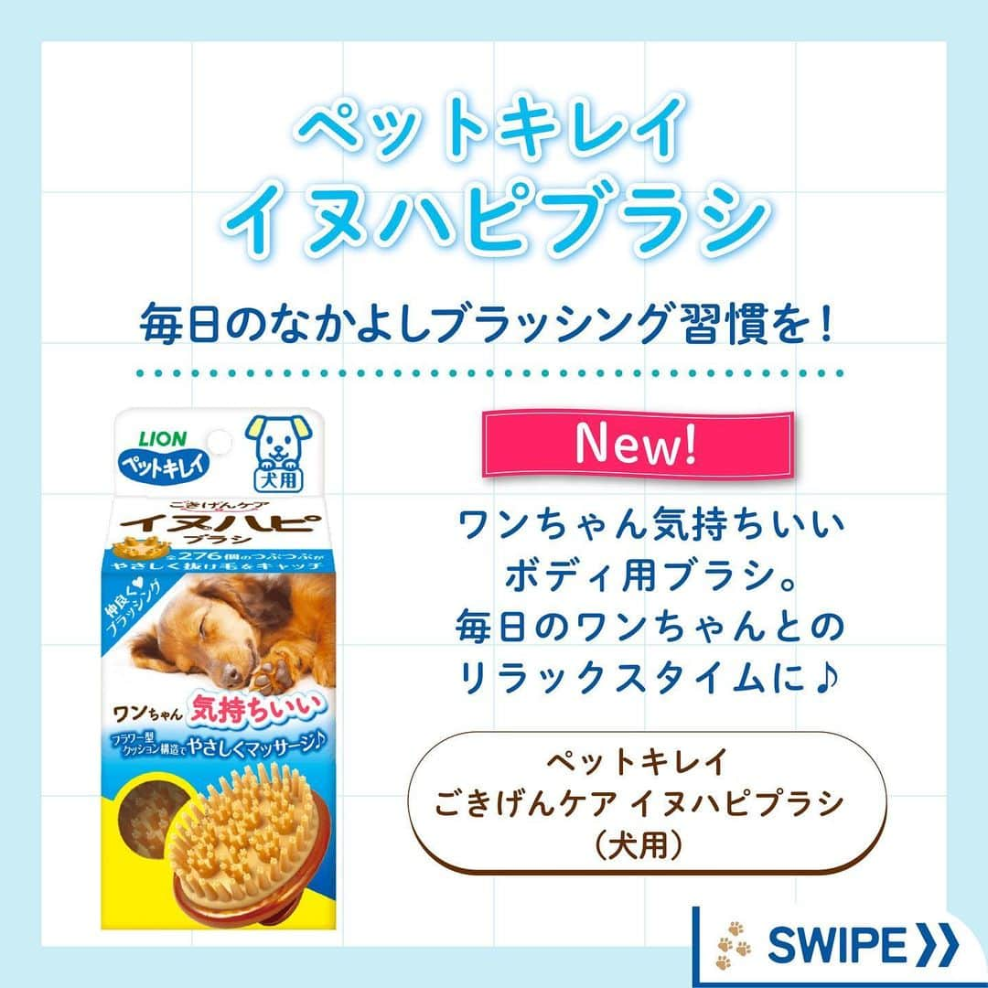 ライオン商事株式会社さんのインスタグラム写真 - (ライオン商事株式会社Instagram)「＼愛犬うっとり🐶🩵仲良しブラッシング習慣🎵／  秋🍂を感じ始める頃、 増え始めるのがわんちゃんの『抜け毛』ですね‼️😱  みなさんのおうちのワンちゃんは、 ブラッシングが好きですか？？🐶 『抜け毛のお悩み』や『好きなブラシ』を コメント欄で教えてください😆💬  毎日のワンちゃんのブラッシングにおすすめなのが、 「ペットキレイ ごきげんケア #イヌハピブラシ 」です！  独自のフラワー型クッション構造で、 やさしくマッサージしながらブラッシングできます。  全部で276個‼️のつぶつぶ突起が 抜け毛をしっかり絡めとってくれるんですよ！  手におさまりやすいグリップ型で、 なでなで感覚でお手入れできちゃいます！👋✨  みなさんのワンちゃんも、 お気に入りブラシを探してみてくださいね♪🧡  #ペットキレイ #抜け毛対策 #換毛期 #いぬとの生活 #いぬ好きさんと繋がりたい #いぬ #抜け毛 #犬 #わんこ #ワンコ #いぬスタグラム #イヌスタグラム #犬スタグラム #わんこのいる生活 #ワンコのいる生活 #イヌのいる生活 #イヌのいる暮らし #lionpet #lionpetdog #ライオンペット #いぬとのくらし #イヌ部 #犬大好き部 #いぬとくらす#柴犬 #柴犬マニア #ダックス #チワワ」9月28日 18時44分 - lion_pet_dog