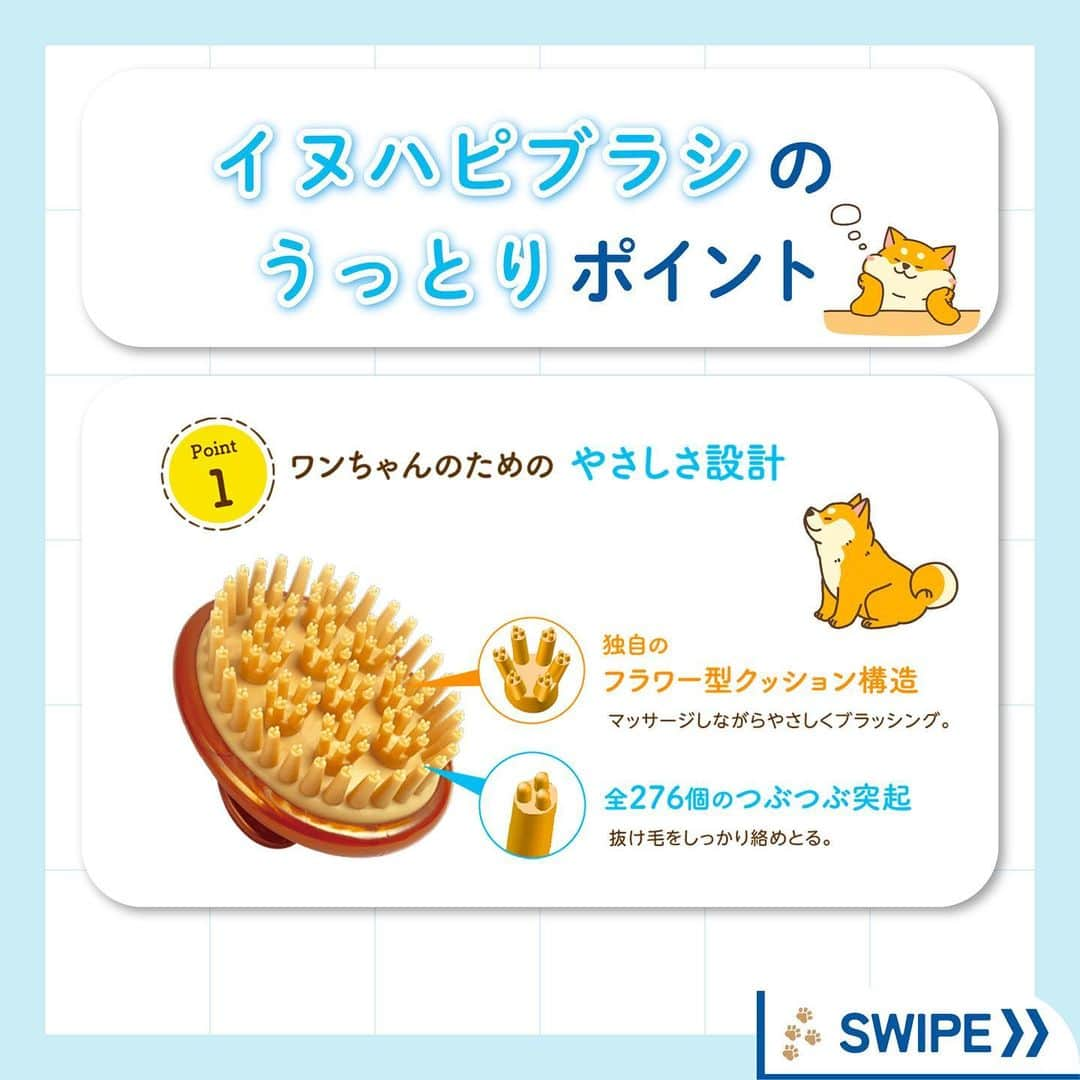 ライオン商事株式会社さんのインスタグラム写真 - (ライオン商事株式会社Instagram)「＼愛犬うっとり🐶🩵仲良しブラッシング習慣🎵／  秋🍂を感じ始める頃、 増え始めるのがわんちゃんの『抜け毛』ですね‼️😱  みなさんのおうちのワンちゃんは、 ブラッシングが好きですか？？🐶 『抜け毛のお悩み』や『好きなブラシ』を コメント欄で教えてください😆💬  毎日のワンちゃんのブラッシングにおすすめなのが、 「ペットキレイ ごきげんケア #イヌハピブラシ 」です！  独自のフラワー型クッション構造で、 やさしくマッサージしながらブラッシングできます。  全部で276個‼️のつぶつぶ突起が 抜け毛をしっかり絡めとってくれるんですよ！  手におさまりやすいグリップ型で、 なでなで感覚でお手入れできちゃいます！👋✨  みなさんのワンちゃんも、 お気に入りブラシを探してみてくださいね♪🧡  #ペットキレイ #抜け毛対策 #換毛期 #いぬとの生活 #いぬ好きさんと繋がりたい #いぬ #抜け毛 #犬 #わんこ #ワンコ #いぬスタグラム #イヌスタグラム #犬スタグラム #わんこのいる生活 #ワンコのいる生活 #イヌのいる生活 #イヌのいる暮らし #lionpet #lionpetdog #ライオンペット #いぬとのくらし #イヌ部 #犬大好き部 #いぬとくらす#柴犬 #柴犬マニア #ダックス #チワワ」9月28日 18時44分 - lion_pet_dog