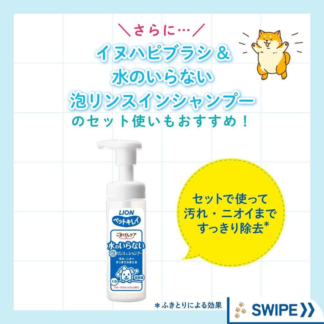 ライオン商事株式会社さんのインスタグラム写真 - (ライオン商事株式会社Instagram)「＼愛犬うっとり🐶🩵仲良しブラッシング習慣🎵／  秋🍂を感じ始める頃、 増え始めるのがわんちゃんの『抜け毛』ですね‼️😱  みなさんのおうちのワンちゃんは、 ブラッシングが好きですか？？🐶 『抜け毛のお悩み』や『好きなブラシ』を コメント欄で教えてください😆💬  毎日のワンちゃんのブラッシングにおすすめなのが、 「ペットキレイ ごきげんケア #イヌハピブラシ 」です！  独自のフラワー型クッション構造で、 やさしくマッサージしながらブラッシングできます。  全部で276個‼️のつぶつぶ突起が 抜け毛をしっかり絡めとってくれるんですよ！  手におさまりやすいグリップ型で、 なでなで感覚でお手入れできちゃいます！👋✨  みなさんのワンちゃんも、 お気に入りブラシを探してみてくださいね♪🧡  #ペットキレイ #抜け毛対策 #換毛期 #いぬとの生活 #いぬ好きさんと繋がりたい #いぬ #抜け毛 #犬 #わんこ #ワンコ #いぬスタグラム #イヌスタグラム #犬スタグラム #わんこのいる生活 #ワンコのいる生活 #イヌのいる生活 #イヌのいる暮らし #lionpet #lionpetdog #ライオンペット #いぬとのくらし #イヌ部 #犬大好き部 #いぬとくらす#柴犬 #柴犬マニア #ダックス #チワワ」9月28日 18時44分 - lion_pet_dog