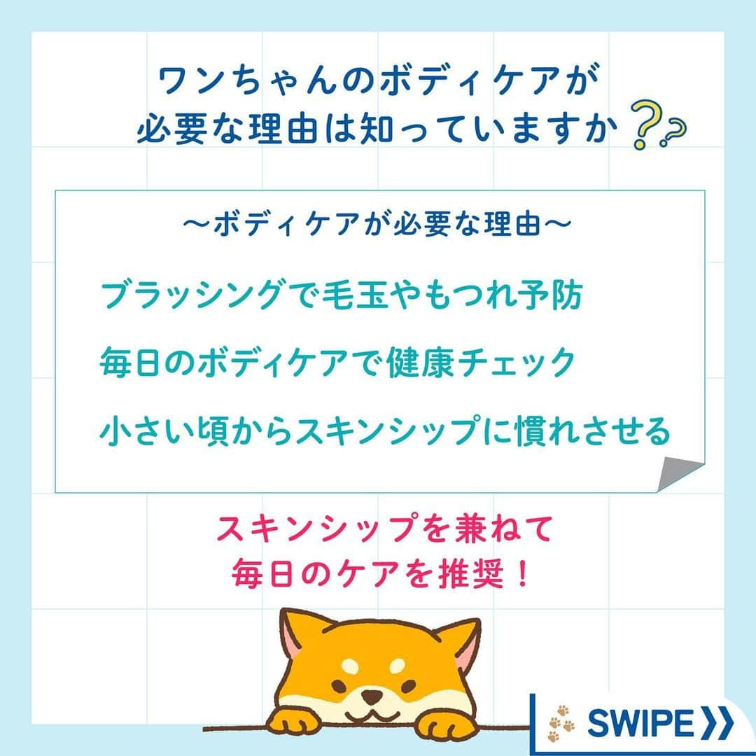 ライオン商事株式会社さんのインスタグラム写真 - (ライオン商事株式会社Instagram)「＼愛犬うっとり🐶🩵仲良しブラッシング習慣🎵／  秋🍂を感じ始める頃、 増え始めるのがわんちゃんの『抜け毛』ですね‼️😱  みなさんのおうちのワンちゃんは、 ブラッシングが好きですか？？🐶 『抜け毛のお悩み』や『好きなブラシ』を コメント欄で教えてください😆💬  毎日のワンちゃんのブラッシングにおすすめなのが、 「ペットキレイ ごきげんケア #イヌハピブラシ 」です！  独自のフラワー型クッション構造で、 やさしくマッサージしながらブラッシングできます。  全部で276個‼️のつぶつぶ突起が 抜け毛をしっかり絡めとってくれるんですよ！  手におさまりやすいグリップ型で、 なでなで感覚でお手入れできちゃいます！👋✨  みなさんのワンちゃんも、 お気に入りブラシを探してみてくださいね♪🧡  #ペットキレイ #抜け毛対策 #換毛期 #いぬとの生活 #いぬ好きさんと繋がりたい #いぬ #抜け毛 #犬 #わんこ #ワンコ #いぬスタグラム #イヌスタグラム #犬スタグラム #わんこのいる生活 #ワンコのいる生活 #イヌのいる生活 #イヌのいる暮らし #lionpet #lionpetdog #ライオンペット #いぬとのくらし #イヌ部 #犬大好き部 #いぬとくらす#柴犬 #柴犬マニア #ダックス #チワワ」9月28日 18時44分 - lion_pet_dog