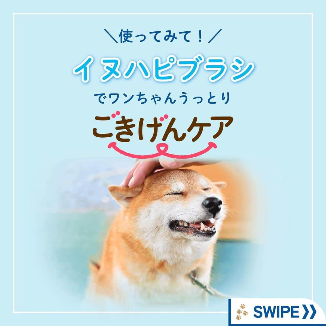 ライオン商事株式会社のインスタグラム：「＼愛犬うっとり🐶🩵仲良しブラッシング習慣🎵／  秋🍂を感じ始める頃、 増え始めるのがわんちゃんの『抜け毛』ですね‼️😱  みなさんのおうちのワンちゃんは、 ブラッシングが好きですか？？🐶 『抜け毛のお悩み』や『好きなブラシ』を コメント欄で教えてください😆💬  毎日のワンちゃんのブラッシングにおすすめなのが、 「ペットキレイ ごきげんケア #イヌハピブラシ 」です！  独自のフラワー型クッション構造で、 やさしくマッサージしながらブラッシングできます。  全部で276個‼️のつぶつぶ突起が 抜け毛をしっかり絡めとってくれるんですよ！  手におさまりやすいグリップ型で、 なでなで感覚でお手入れできちゃいます！👋✨  みなさんのワンちゃんも、 お気に入りブラシを探してみてくださいね♪🧡  #ペットキレイ #抜け毛対策 #換毛期 #いぬとの生活 #いぬ好きさんと繋がりたい #いぬ #抜け毛 #犬 #わんこ #ワンコ #いぬスタグラム #イヌスタグラム #犬スタグラム #わんこのいる生活 #ワンコのいる生活 #イヌのいる生活 #イヌのいる暮らし #lionpet #lionpetdog #ライオンペット #いぬとのくらし #イヌ部 #犬大好き部 #いぬとくらす#柴犬 #柴犬マニア #ダックス #チワワ」