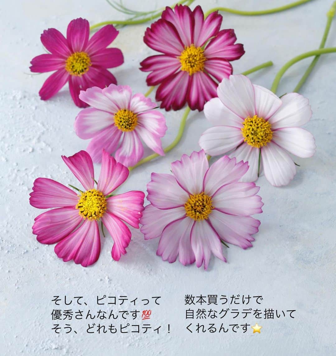 雑誌『花時間』さんのインスタグラム写真 - (雑誌『花時間』Instagram)「コスモス好きさん🌸集まれ〜🎵  花時間（＠hanajikan_magazine）です。  長野などの高地では、コスモスが見頃を迎えているようですね。  ところで、  お花屋さんのコスモスでいちばん頼りになる子は、誰か知っていますか？  そう、ピコティというひと重のピンクの品種。  おそらく、もっとも出回り量が多く、誰でも入手しやすいお花。  そして、同じ品種でも、１輪たりとも同じ顔をしていないのが、このピコティなんです😱  バラやほかのお花では、あまりないことですよねー。  花びらに入る斑模様が、縁だけちょっぴりの花もあれば、ぼかし模様で入る花も。ピンクの濃さもそれぞれです。  数本買うだけで、いろんな表情を楽しめるなんて、やっぱり、ピコティは優秀さん💯  しかも、かわいくて、覚えやすい名前！  推しです！🌸🌸🌸  今シーズンもたくさんコスモスを紹介しようと、ただいま、夢想中です（笑）  では、本日もお疲れさまでした🍵 明日も元気smile😊😊😊で頑張りましょう！ byピーターパン  花　@brindilleflowers  写真　@satomi.ochiai78   【花時間ニュース】 💜『花時間マルシェ』発、花の定期便が大好評🥰　世界でここだけのバラと旬花が届く嬉しいサービスです💕  💜『花時間』の2024年カレンダー、大好評発売中！  💜『花時間2023秋』〈花屋さんへ行こう〉大好評発売中！  💜『花と短歌でめぐる 二十四節気 花のこよみ』大好評発売中  すべて @hanajikan_magazine のプロフィールのリンクから飛べます✈️  『花時間』本誌や書籍は全国の書店、ネット書店でも発売中✨  #花時間  #フラワーアレンジ #コスモスが好き  #コスモス #こすもす #秋桜 #cosmosflowers  #秋の花 #ピンクの花が好き  #花が好き #花が好きな人と繋がりたい  #花を飾る  #花を飾る生活 #花屋さんへ行こう」9月28日 18時48分 - hanajikan_magazine