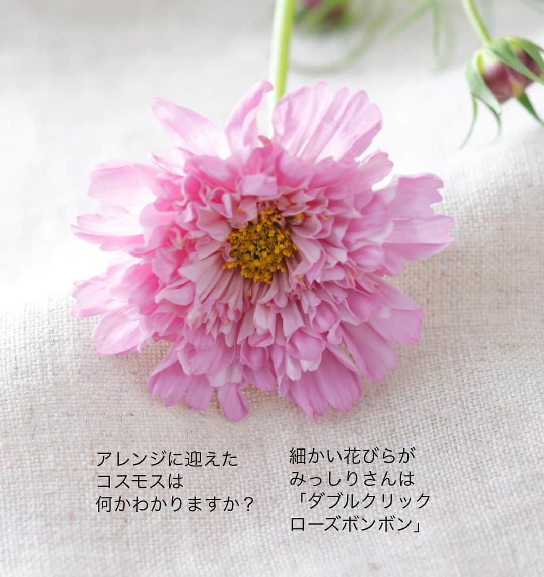 雑誌『花時間』さんのインスタグラム写真 - (雑誌『花時間』Instagram)「コスモス好きさん🌸集まれ〜🎵  花時間（＠hanajikan_magazine）です。  長野などの高地では、コスモスが見頃を迎えているようですね。  ところで、  お花屋さんのコスモスでいちばん頼りになる子は、誰か知っていますか？  そう、ピコティというひと重のピンクの品種。  おそらく、もっとも出回り量が多く、誰でも入手しやすいお花。  そして、同じ品種でも、１輪たりとも同じ顔をしていないのが、このピコティなんです😱  バラやほかのお花では、あまりないことですよねー。  花びらに入る斑模様が、縁だけちょっぴりの花もあれば、ぼかし模様で入る花も。ピンクの濃さもそれぞれです。  数本買うだけで、いろんな表情を楽しめるなんて、やっぱり、ピコティは優秀さん💯  しかも、かわいくて、覚えやすい名前！  推しです！🌸🌸🌸  今シーズンもたくさんコスモスを紹介しようと、ただいま、夢想中です（笑）  では、本日もお疲れさまでした🍵 明日も元気smile😊😊😊で頑張りましょう！ byピーターパン  花　@brindilleflowers  写真　@satomi.ochiai78   【花時間ニュース】 💜『花時間マルシェ』発、花の定期便が大好評🥰　世界でここだけのバラと旬花が届く嬉しいサービスです💕  💜『花時間』の2024年カレンダー、大好評発売中！  💜『花時間2023秋』〈花屋さんへ行こう〉大好評発売中！  💜『花と短歌でめぐる 二十四節気 花のこよみ』大好評発売中  すべて @hanajikan_magazine のプロフィールのリンクから飛べます✈️  『花時間』本誌や書籍は全国の書店、ネット書店でも発売中✨  #花時間  #フラワーアレンジ #コスモスが好き  #コスモス #こすもす #秋桜 #cosmosflowers  #秋の花 #ピンクの花が好き  #花が好き #花が好きな人と繋がりたい  #花を飾る  #花を飾る生活 #花屋さんへ行こう」9月28日 18時48分 - hanajikan_magazine
