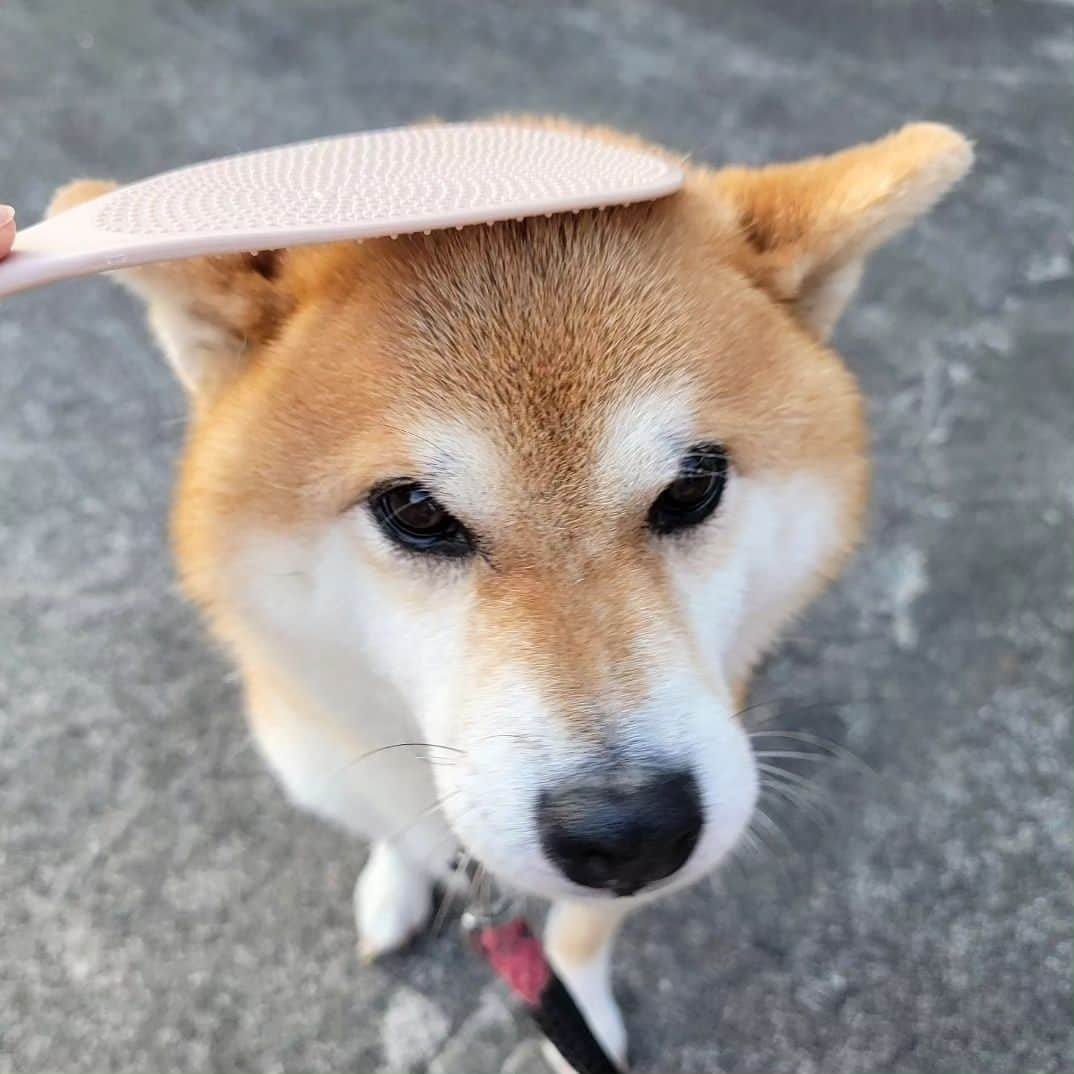 柴犬たま Shibainu Tamaさんのインスタグラム写真 - (柴犬たま Shibainu TamaInstagram)「⠀⠀⠀⠀⠀⠀⠀⠀⠀ ⠀⠀ @wan.smile.box_by.koinustep さんから⠀⠀⠀⠀⠀⠀⠀⠀⠀ WAN smile BOX が届きました✨⠀⠀⠀ ⠀⠀⠀⠀⠀⠀⠀⠀ 今回のテーマは⠀⠀⠀⠀ 『ストレス』『防災』『しつけ』⠀⠀ ⠀⠀⠀⠀⠀⠀⠀⠀ 情報満載のマガジン・ロープのおもちゃ・なで犬しゃもじ・国産やわからチキン・一口角切り鶏ささみチーズ・ごほぬびソーセージエゾジカなどのおもちゃやオヤツが入ってました👏⠀ ⠀⠀⠀⠀⠀⠀⠀ ⠀⠀ たまさん、ボックスの中身を物色…⠀ 絶対オヤツを選ぶだろうと思ってたら意外にもロープのおもちゃをチョイス😲珍しく興奮気味にロープに食らいついてた‼️まだまだ若いね、たまさん😆✨⠀ ⠀ そしてミケしゃんは甘んじて なで犬(わん)しゃもじを受け入れる🤭これがたまさんなら激おこだろうけど、本当にミケしゃんは大人しいわ〜🤣⠀ ⠀⠀ ⠀⠀ ⠀⠀⠀⠀⠀ 「WAN smile BOX」詳しくはこちら↓⠀⠀⠀⠀⠀⠀⠀⠀ https://koinu-step.com/wansmile/⠀⠀⠀⠀⠀⠀⠀⠀ ⠀⠀⠀⠀⠀ Caption trans🇬🇧⠀⠀⠀⠀⠀⠀⠀⠀ I received a wonderful gift✨⠀ ⠀⠀⠀ #柴犬たま #たママ #たまーば #たま家族 #柴犬ミケ #ミケママ #柴犬動画 #PR #wansmilebox #こいぬすてっぷ #koinustep #笑顔 #ロープ遊び⠀ #柴犬 #shiba #shibainu #shibastagram #犬 #dog #多頭飼い」9月28日 18時54分 - tama7653