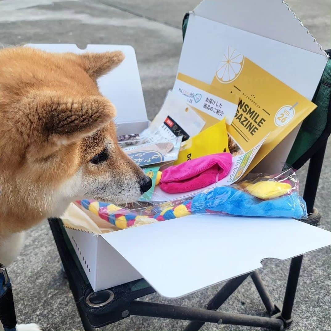 柴犬たま Shibainu Tamaさんのインスタグラム写真 - (柴犬たま Shibainu TamaInstagram)「⠀⠀⠀⠀⠀⠀⠀⠀⠀ ⠀⠀ @wan.smile.box_by.koinustep さんから⠀⠀⠀⠀⠀⠀⠀⠀⠀ WAN smile BOX が届きました✨⠀⠀⠀ ⠀⠀⠀⠀⠀⠀⠀⠀ 今回のテーマは⠀⠀⠀⠀ 『ストレス』『防災』『しつけ』⠀⠀ ⠀⠀⠀⠀⠀⠀⠀⠀ 情報満載のマガジン・ロープのおもちゃ・なで犬しゃもじ・国産やわからチキン・一口角切り鶏ささみチーズ・ごほぬびソーセージエゾジカなどのおもちゃやオヤツが入ってました👏⠀ ⠀⠀⠀⠀⠀⠀⠀ ⠀⠀ たまさん、ボックスの中身を物色…⠀ 絶対オヤツを選ぶだろうと思ってたら意外にもロープのおもちゃをチョイス😲珍しく興奮気味にロープに食らいついてた‼️まだまだ若いね、たまさん😆✨⠀ ⠀ そしてミケしゃんは甘んじて なで犬(わん)しゃもじを受け入れる🤭これがたまさんなら激おこだろうけど、本当にミケしゃんは大人しいわ〜🤣⠀ ⠀⠀ ⠀⠀ ⠀⠀⠀⠀⠀ 「WAN smile BOX」詳しくはこちら↓⠀⠀⠀⠀⠀⠀⠀⠀ https://koinu-step.com/wansmile/⠀⠀⠀⠀⠀⠀⠀⠀ ⠀⠀⠀⠀⠀ Caption trans🇬🇧⠀⠀⠀⠀⠀⠀⠀⠀ I received a wonderful gift✨⠀ ⠀⠀⠀ #柴犬たま #たママ #たまーば #たま家族 #柴犬ミケ #ミケママ #柴犬動画 #PR #wansmilebox #こいぬすてっぷ #koinustep #笑顔 #ロープ遊び⠀ #柴犬 #shiba #shibainu #shibastagram #犬 #dog #多頭飼い」9月28日 18時54分 - tama7653