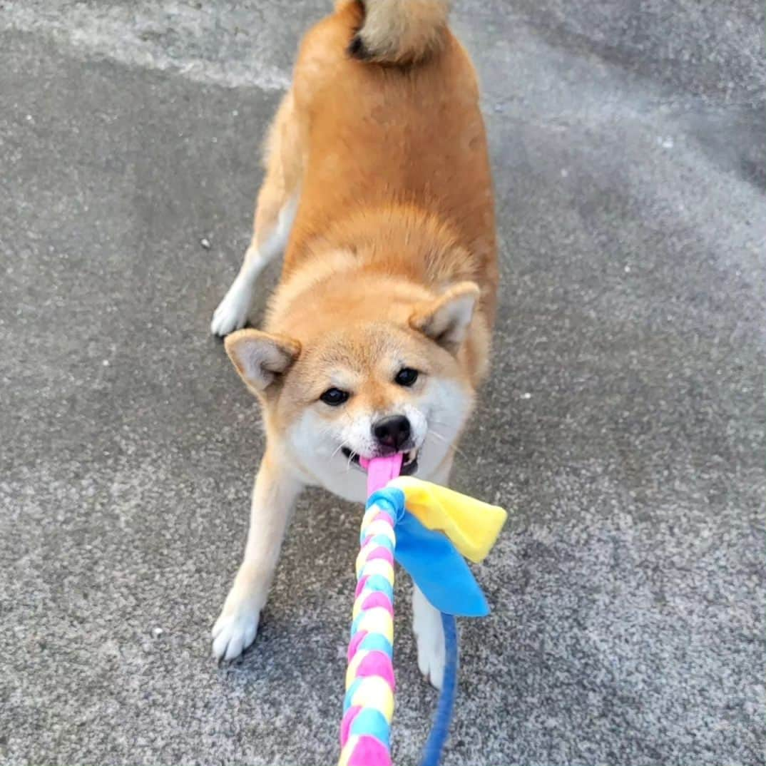 柴犬たま Shibainu Tamaのインスタグラム：「⠀⠀⠀⠀⠀⠀⠀⠀⠀ ⠀⠀ @wan.smile.box_by.koinustep さんから⠀⠀⠀⠀⠀⠀⠀⠀⠀ WAN smile BOX が届きました✨⠀⠀⠀ ⠀⠀⠀⠀⠀⠀⠀⠀ 今回のテーマは⠀⠀⠀⠀ 『ストレス』『防災』『しつけ』⠀⠀ ⠀⠀⠀⠀⠀⠀⠀⠀ 情報満載のマガジン・ロープのおもちゃ・なで犬しゃもじ・国産やわからチキン・一口角切り鶏ささみチーズ・ごほぬびソーセージエゾジカなどのおもちゃやオヤツが入ってました👏⠀ ⠀⠀⠀⠀⠀⠀⠀ ⠀⠀ たまさん、ボックスの中身を物色…⠀ 絶対オヤツを選ぶだろうと思ってたら意外にもロープのおもちゃをチョイス😲珍しく興奮気味にロープに食らいついてた‼️まだまだ若いね、たまさん😆✨⠀ ⠀ そしてミケしゃんは甘んじて なで犬(わん)しゃもじを受け入れる🤭これがたまさんなら激おこだろうけど、本当にミケしゃんは大人しいわ〜🤣⠀ ⠀⠀ ⠀⠀ ⠀⠀⠀⠀⠀ 「WAN smile BOX」詳しくはこちら↓⠀⠀⠀⠀⠀⠀⠀⠀ https://koinu-step.com/wansmile/⠀⠀⠀⠀⠀⠀⠀⠀ ⠀⠀⠀⠀⠀ Caption trans🇬🇧⠀⠀⠀⠀⠀⠀⠀⠀ I received a wonderful gift✨⠀ ⠀⠀⠀ #柴犬たま #たママ #たまーば #たま家族 #柴犬ミケ #ミケママ #柴犬動画 #PR #wansmilebox #こいぬすてっぷ #koinustep #笑顔 #ロープ遊び⠀ #柴犬 #shiba #shibainu #shibastagram #犬 #dog #多頭飼い」