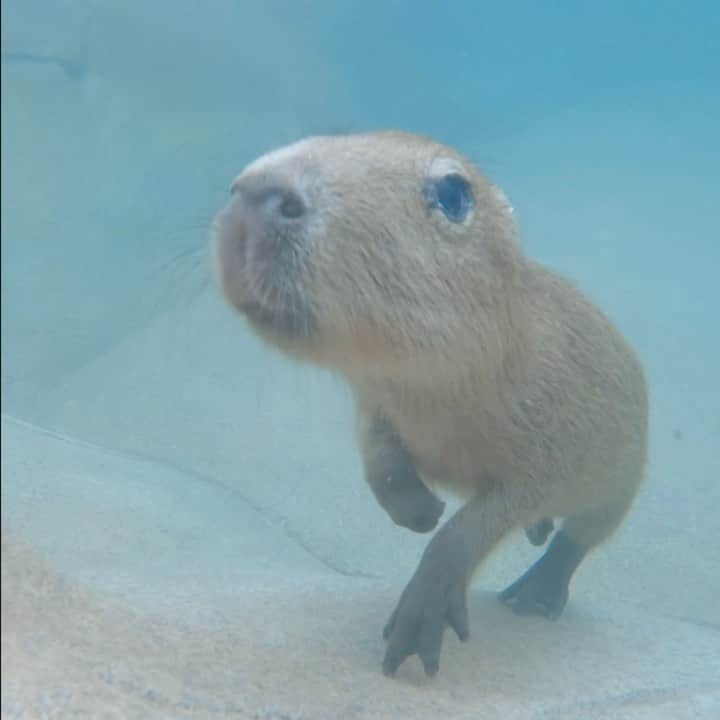 San Diego Zooのインスタグラム：「Today’s agenda: - Swim 💦 - Snack 🥬 - Sleep 💤  - Repeat 🔁  #Capybara #Pup #HappyCapy #SanDiegoZoo」