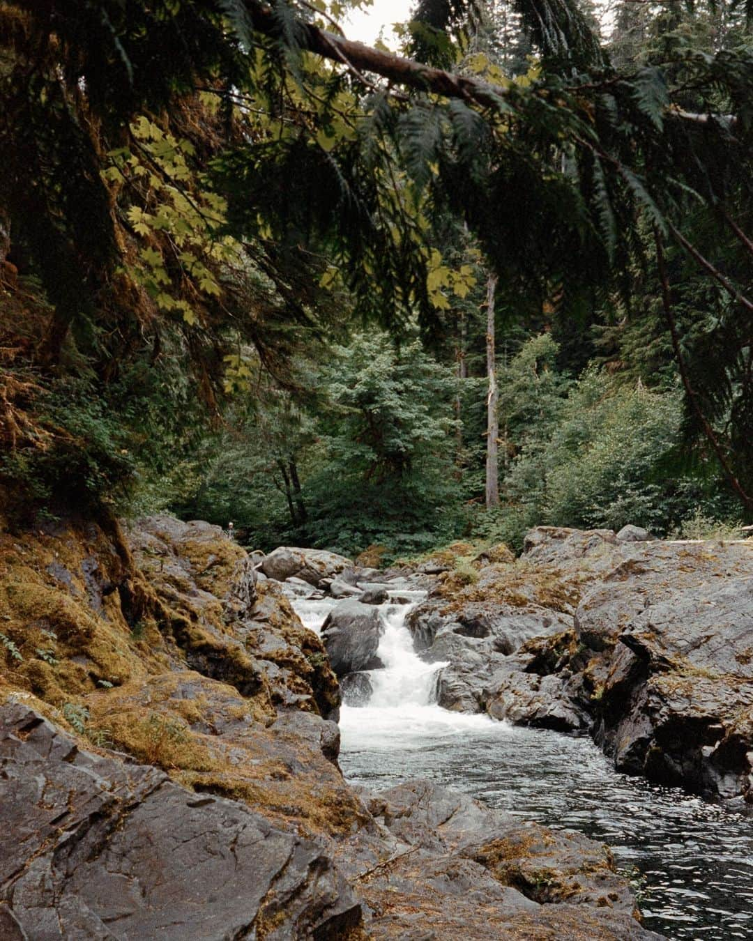 ケルシー・ロビンソンのインスタグラム：「Film from our PNW trip 🫶🏼」