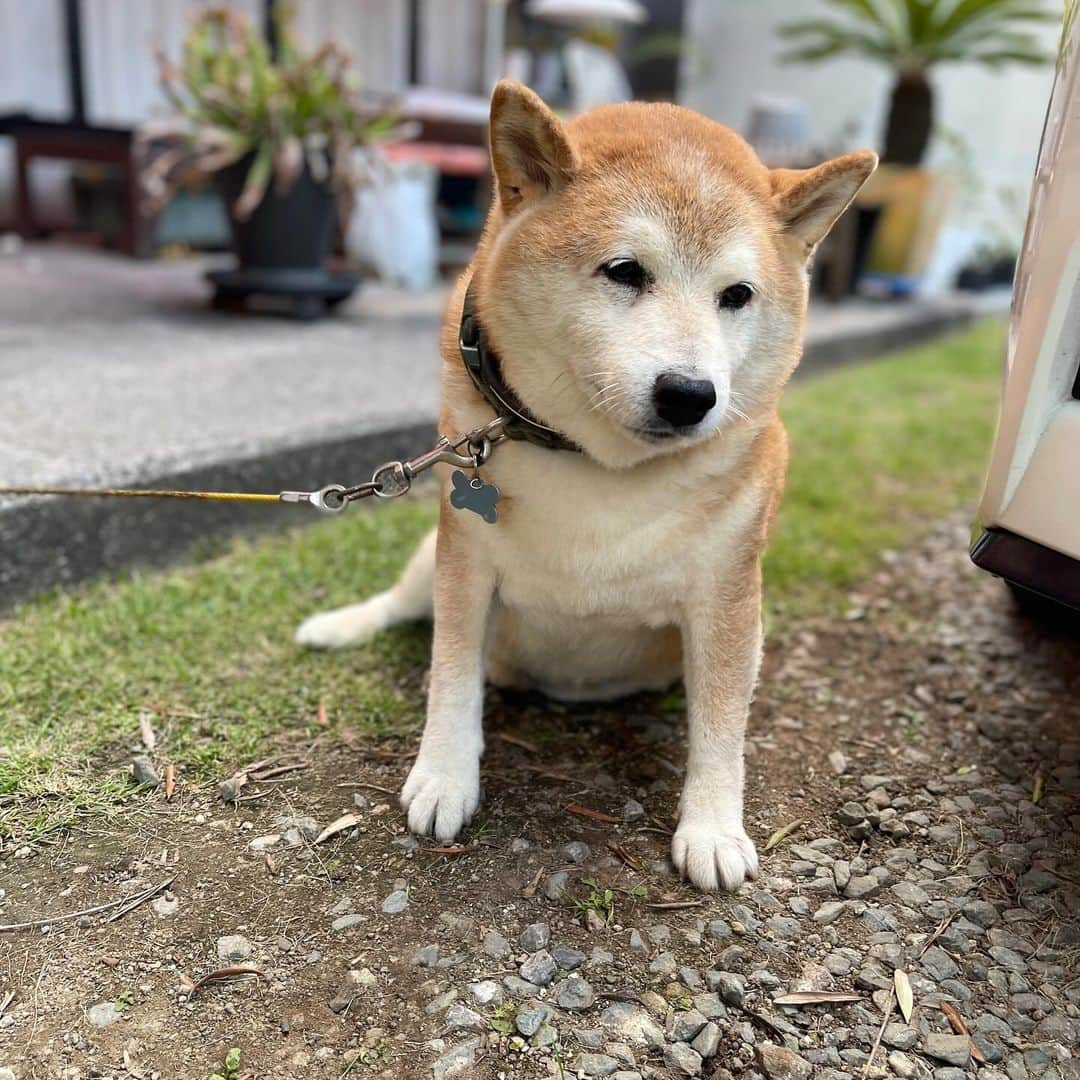 柴犬 たろさんのインスタグラム写真 - (柴犬 たろInstagram)「おかえりー🐕❤️ ただいまー👱🏻‍♀️🩷  いつも塩対応なのに🐶  帰ってきた時だけ猛烈に歓迎してくれるよ😆  #shibainu」9月28日 20時56分 - tarochantarochan