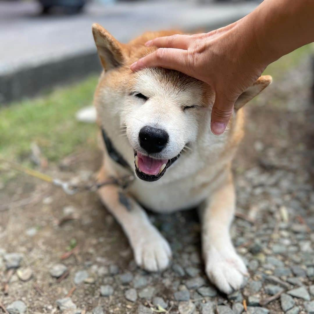 柴犬 たろさんのインスタグラム写真 - (柴犬 たろInstagram)「おかえりー🐕❤️ ただいまー👱🏻‍♀️🩷  いつも塩対応なのに🐶  帰ってきた時だけ猛烈に歓迎してくれるよ😆  #shibainu」9月28日 20時56分 - tarochantarochan