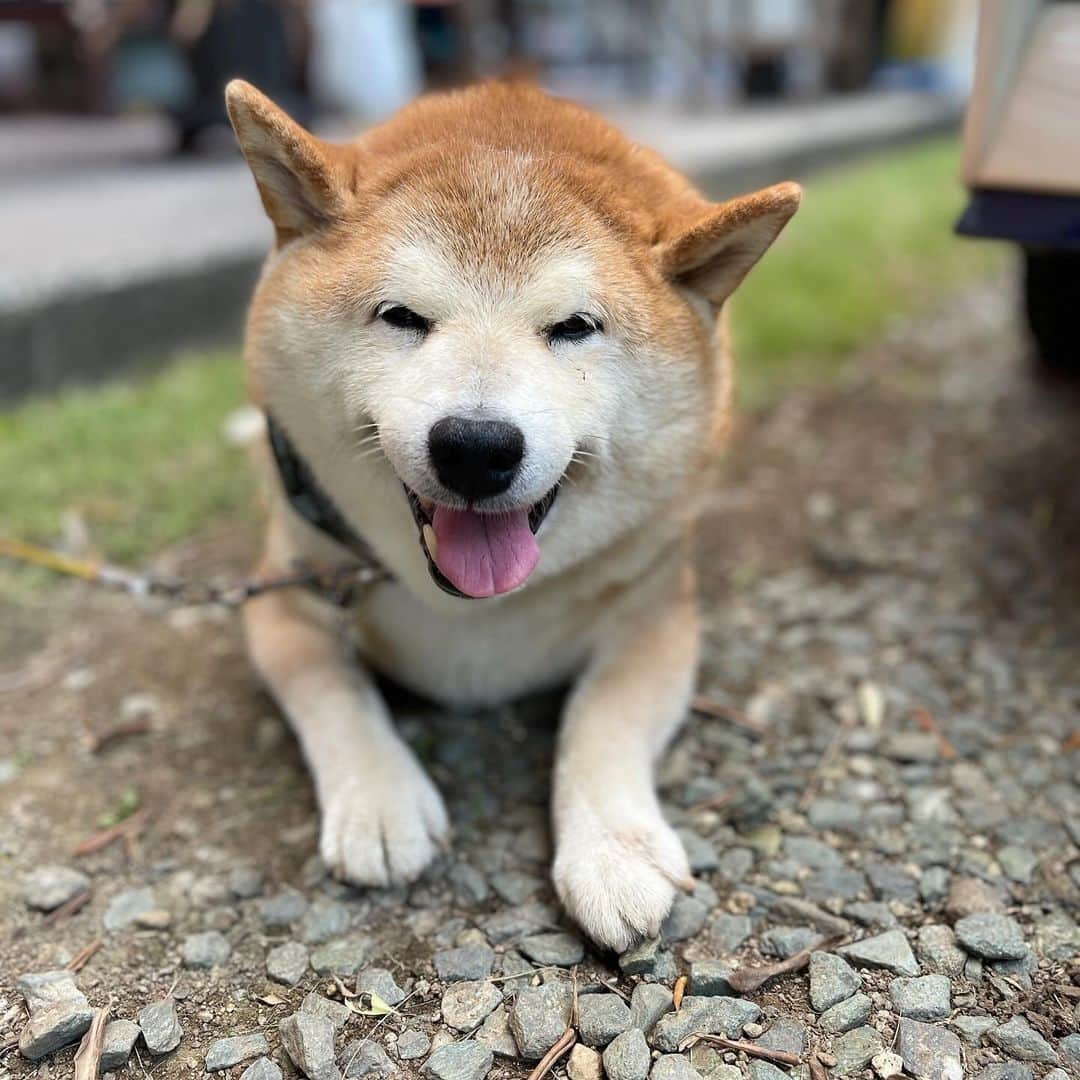 柴犬 たろさんのインスタグラム写真 - (柴犬 たろInstagram)「おかえりー🐕❤️ ただいまー👱🏻‍♀️🩷  いつも塩対応なのに🐶  帰ってきた時だけ猛烈に歓迎してくれるよ😆  #shibainu」9月28日 20時56分 - tarochantarochan