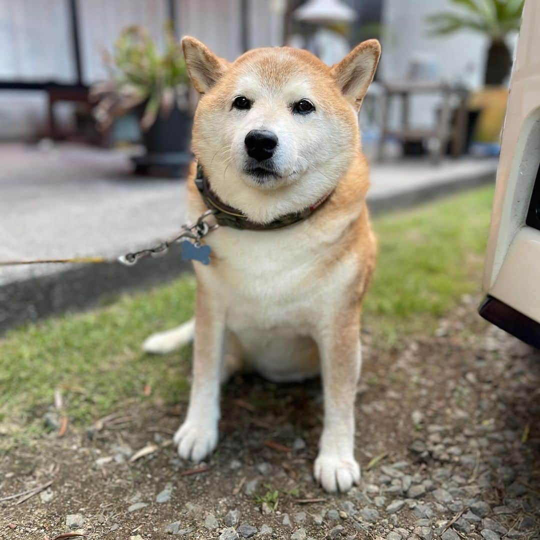 柴犬 たろさんのインスタグラム写真 - (柴犬 たろInstagram)「おかえりー🐕❤️ ただいまー👱🏻‍♀️🩷  いつも塩対応なのに🐶  帰ってきた時だけ猛烈に歓迎してくれるよ😆  #shibainu」9月28日 20時56分 - tarochantarochan