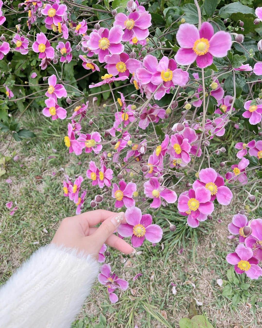 夏井さらさんのインスタグラム写真 - (夏井さらInstagram)「🌸🩷🎀🫶🏻  ピンクのお花がたくさん咲いてたの！なんのお花なんだろう…！  ワンピースの胸元にさりげなくバラが付いてて可愛いの🌹💗 @shein_japan   ♡ワンピース 17383398  ♡靴 14816337  クーポンコード:sara16  . . . #sheinforall #フレンチガーリー #フレンチガーリーコーデ #shein購入品 #ピンクコーデ」9月28日 20時56分 - sara_natsui