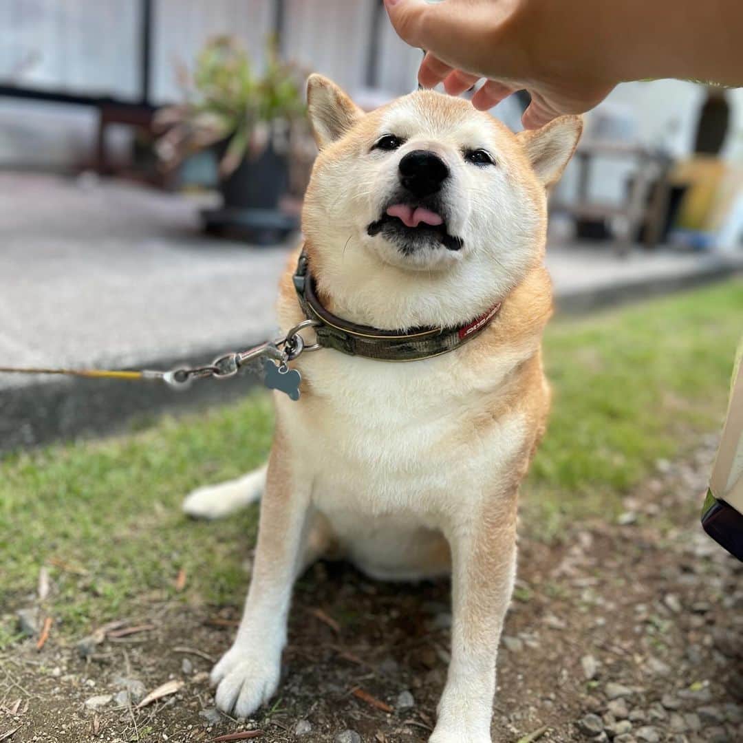 柴犬 たろのインスタグラム：「おかえりー🐕❤️ ただいまー👱🏻‍♀️🩷  いつも塩対応なのに🐶  帰ってきた時だけ猛烈に歓迎してくれるよ😆  #shibainu」