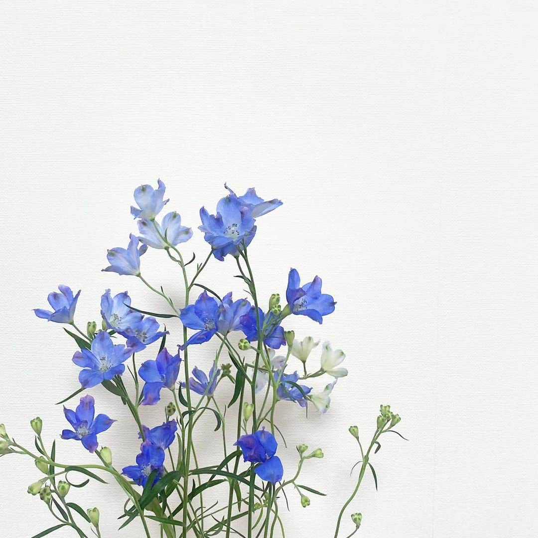 横溝菜帆のインスタグラム：「.  最近はブルーのものに引き寄せられて お花屋さんでも衝動買い🦋  #デルフィニウム 🌿 「高貴」」