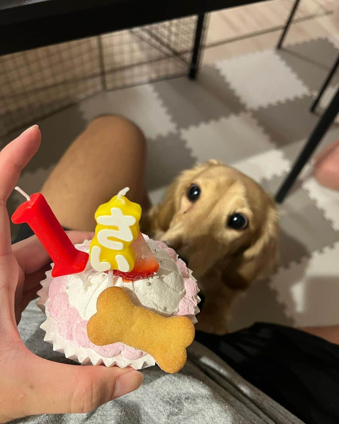 持田早智さんのインスタグラム写真 - (持田早智Instagram)「Happy Birthday🎉🎉  #ミニチュアダックス #犬のいる暮らし」9月28日 21時07分 - sachi.mochi0719