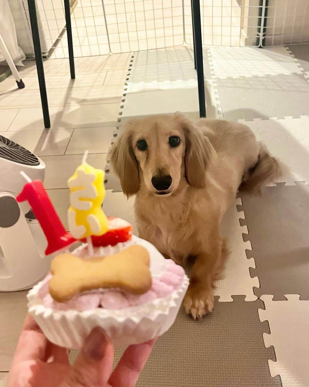 持田早智のインスタグラム：「Happy Birthday🎉🎉  #ミニチュアダックス #犬のいる暮らし」