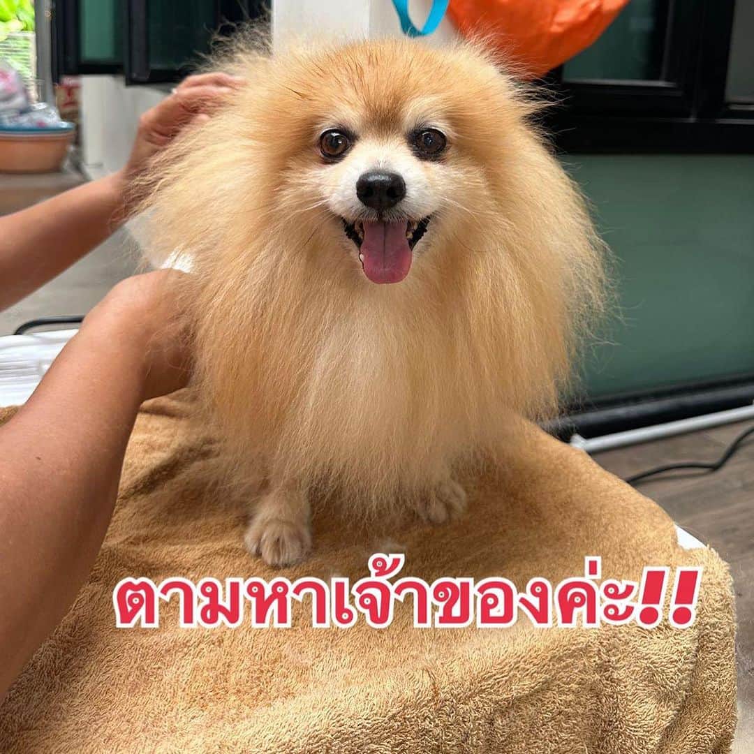 アム・パチャラパーのインスタグラム：「ตามหาเจ้าของค่ะ !! สุนัขพันธุ์ปอมเมอเรเนียน เพศผู้ สีน้ำตาล น้องหลงมาอยู่ที่ซอย 4 หมู่บ้านนวธานี กรุงเทพ ใครเป็นเจ้าของติดต่อรับน้องคืนได้ที่ 080-058-9234 นะคะ」