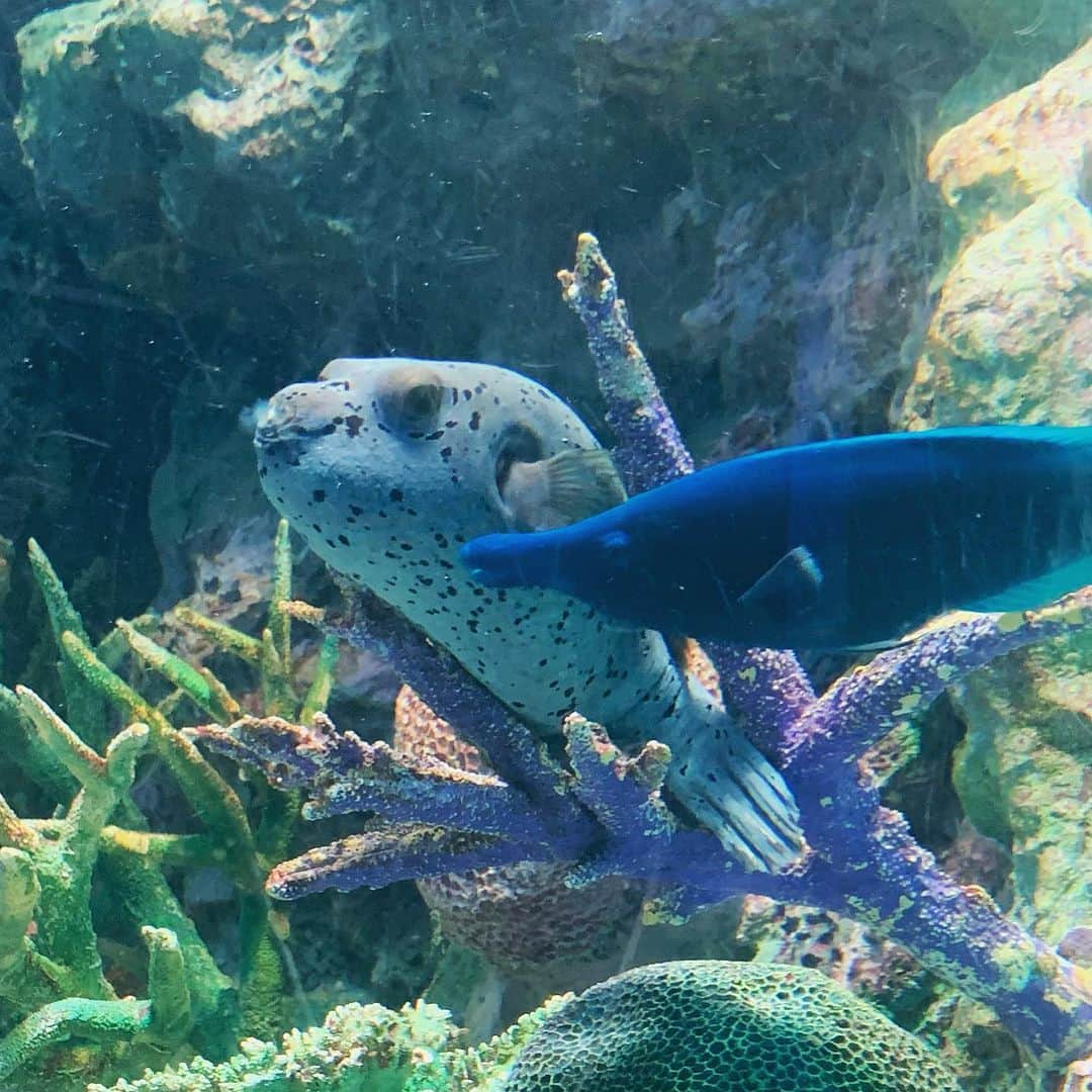 奥山レイカさんのインスタグラム写真 - (奥山レイカInstagram)「ひさびさのサンシャイン水族館 枝にフィットしてるフグ可愛かった  #水族館 #サンシャイン水族館  #池袋 #東京観光  #空飛ぶペンギン #ペンギン  #クラゲ #ミズクラゲ」9月28日 21時46分 - rks631