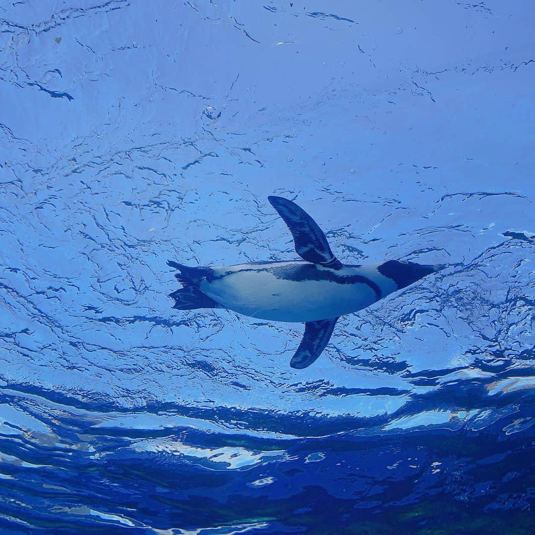 奥山レイカさんのインスタグラム写真 - (奥山レイカInstagram)「ひさびさのサンシャイン水族館 枝にフィットしてるフグ可愛かった  #水族館 #サンシャイン水族館  #池袋 #東京観光  #空飛ぶペンギン #ペンギン  #クラゲ #ミズクラゲ」9月28日 21時46分 - rks631