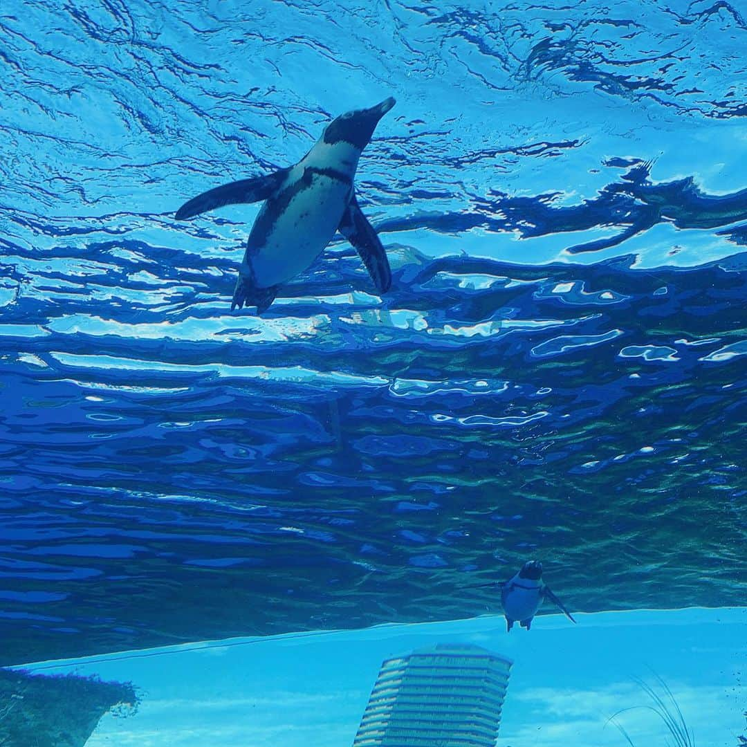 奥山レイカさんのインスタグラム写真 - (奥山レイカInstagram)「ひさびさのサンシャイン水族館 枝にフィットしてるフグ可愛かった  #水族館 #サンシャイン水族館  #池袋 #東京観光  #空飛ぶペンギン #ペンギン  #クラゲ #ミズクラゲ」9月28日 21時46分 - rks631